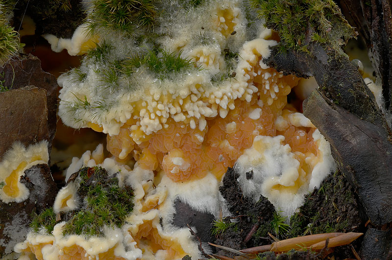 Leucogyrophana mollusca